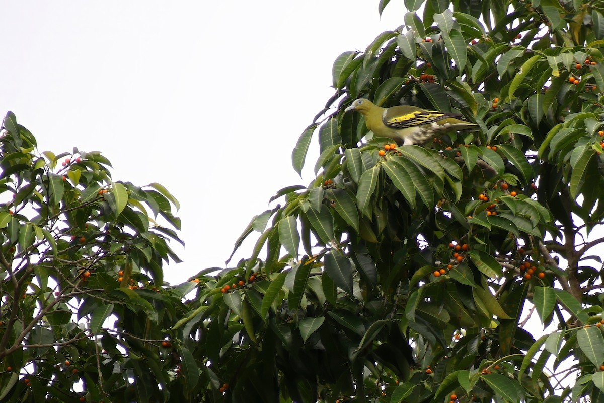 Buru Green-Pigeon - ML624746303