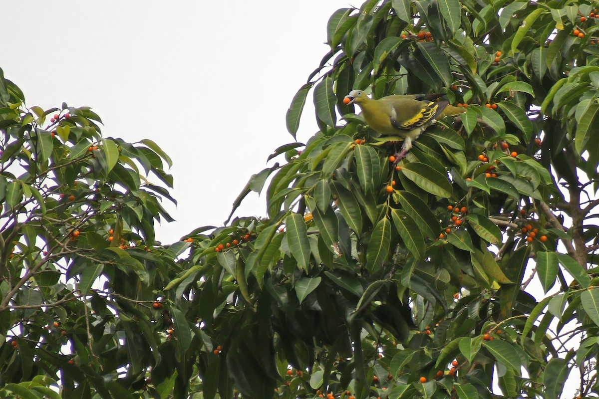 Buru Green-Pigeon - ML624746304