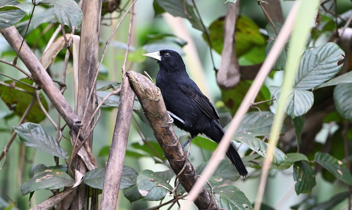 Yellow-billed Cacique - ML624746358