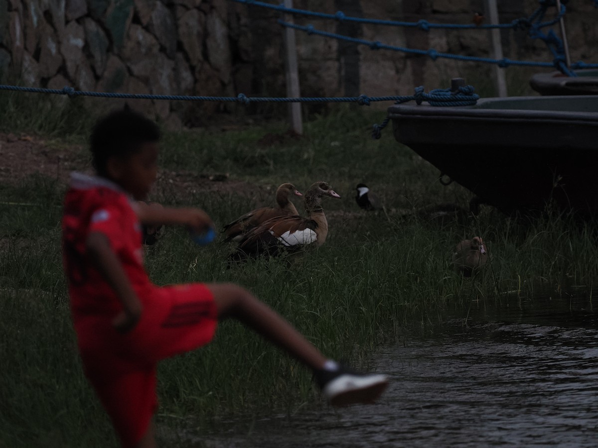 Nilgans - ML624746890