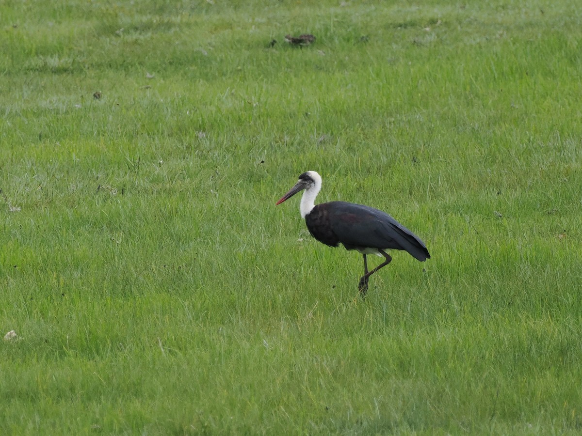 African Woolly-necked Stork - ML624746936