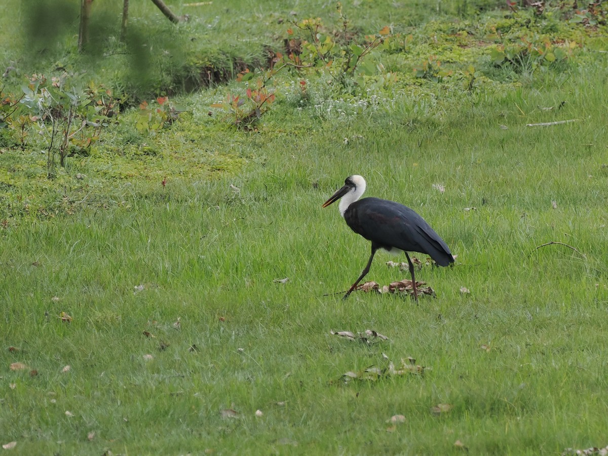 African Woolly-necked Stork - ML624746937