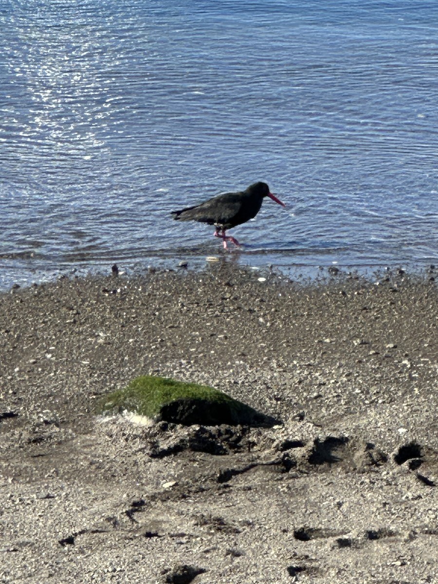 ústřičník proměnlivý - ML624747044