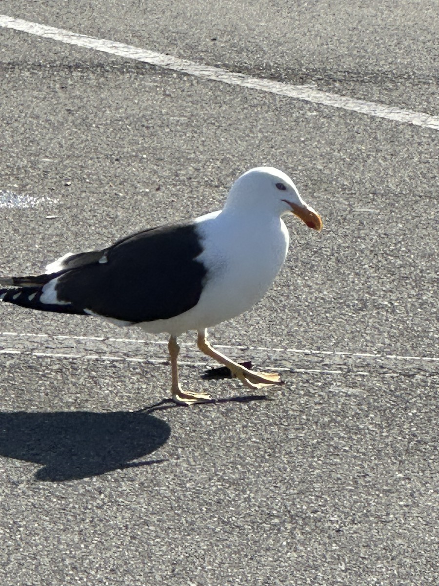 racek jižní - ML624747046