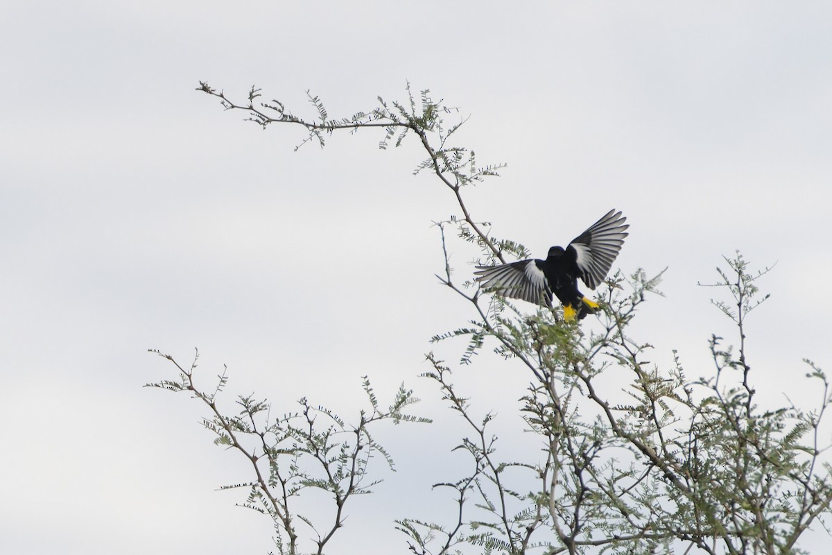 Black-backed Oriole - ML624747062