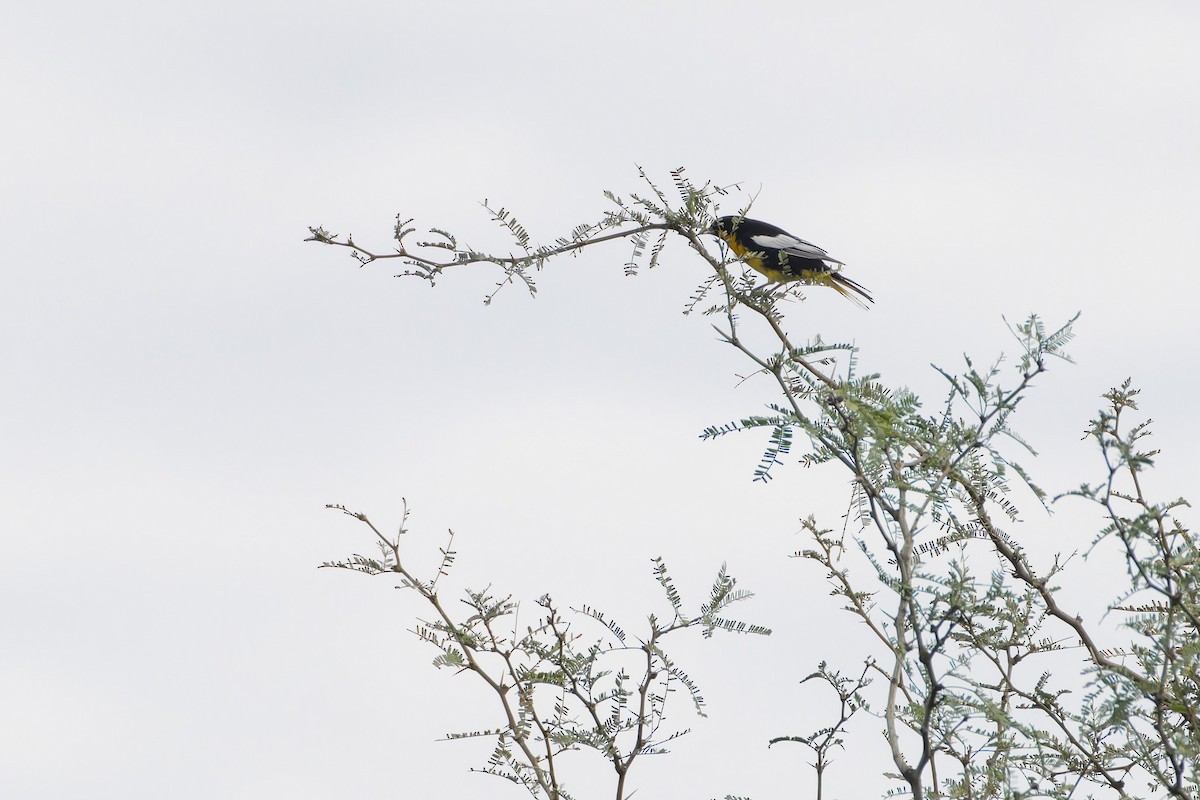 Black-backed Oriole - ML624747063