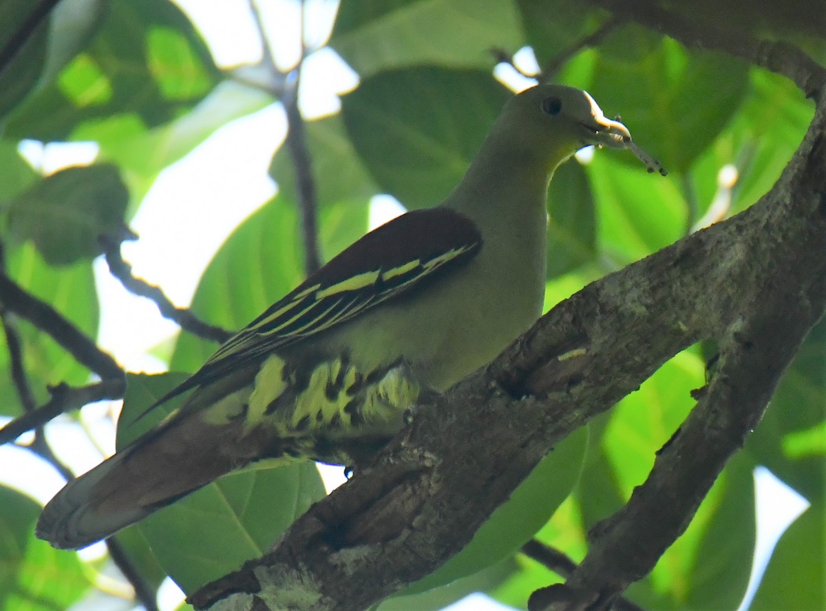 Gray-fronted Green-Pigeon - ML624747073