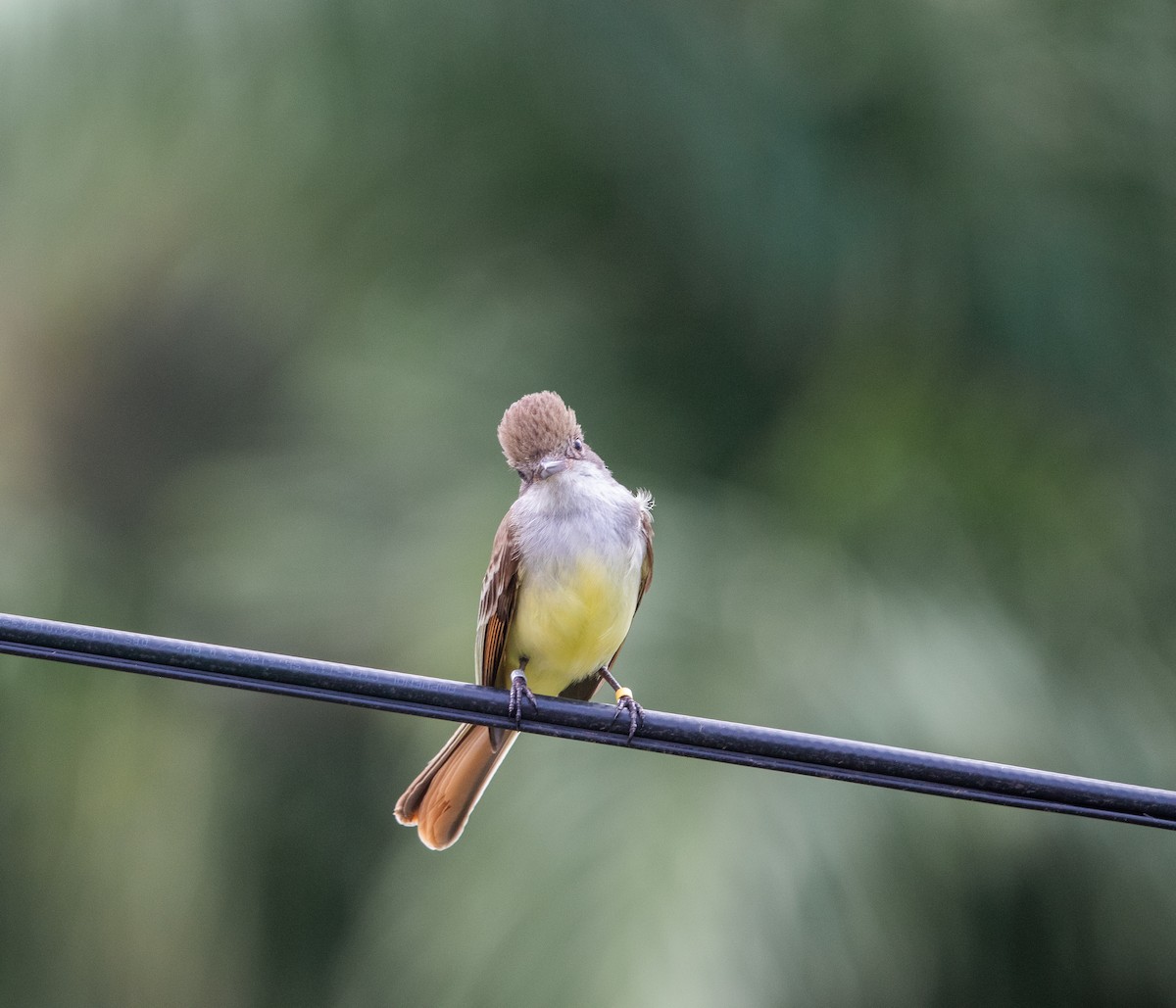 Grenada Flycatcher - ML624747132