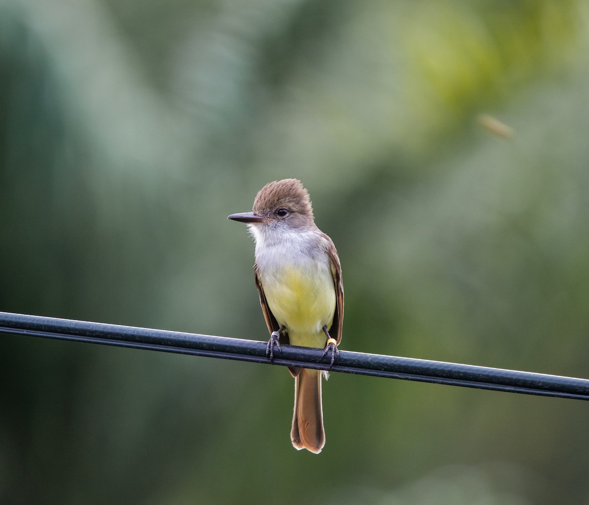 Grenada Flycatcher - ML624747133