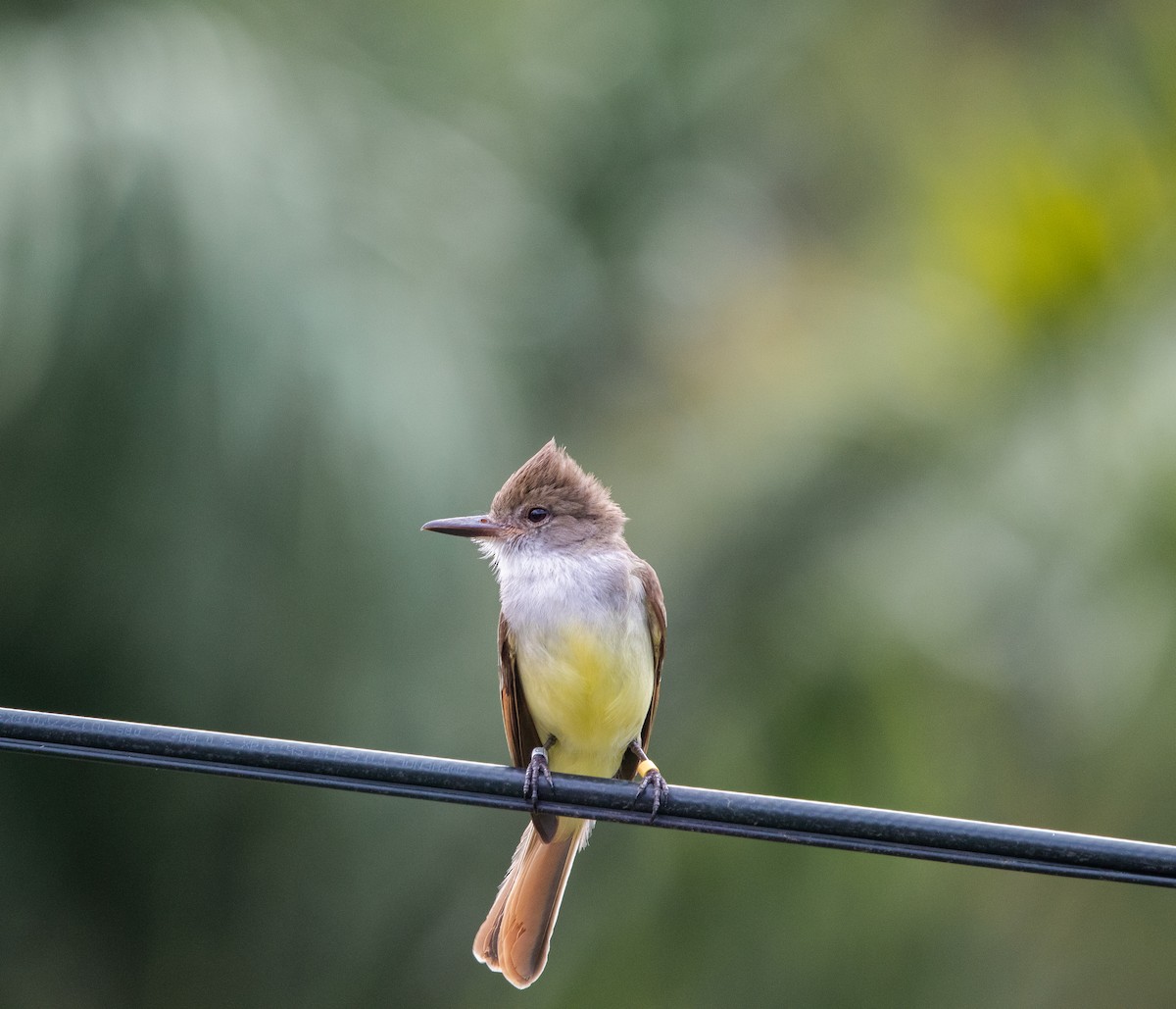 Grenada Flycatcher - ML624747134