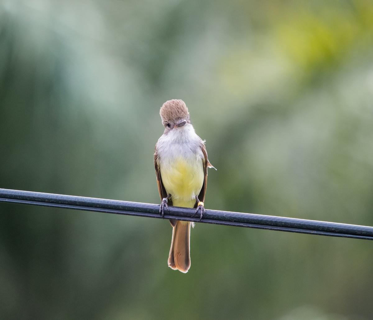 Grenada Flycatcher - ML624747135