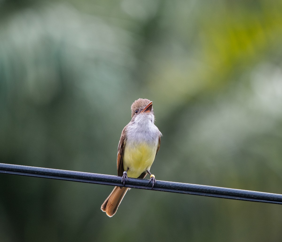 Grenada Flycatcher - ML624747136