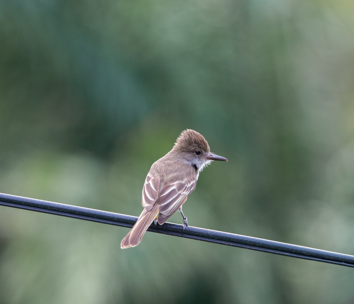 Grenada Flycatcher - ML624747137