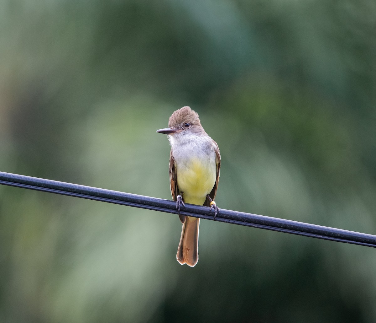 Grenada Flycatcher - ML624747138