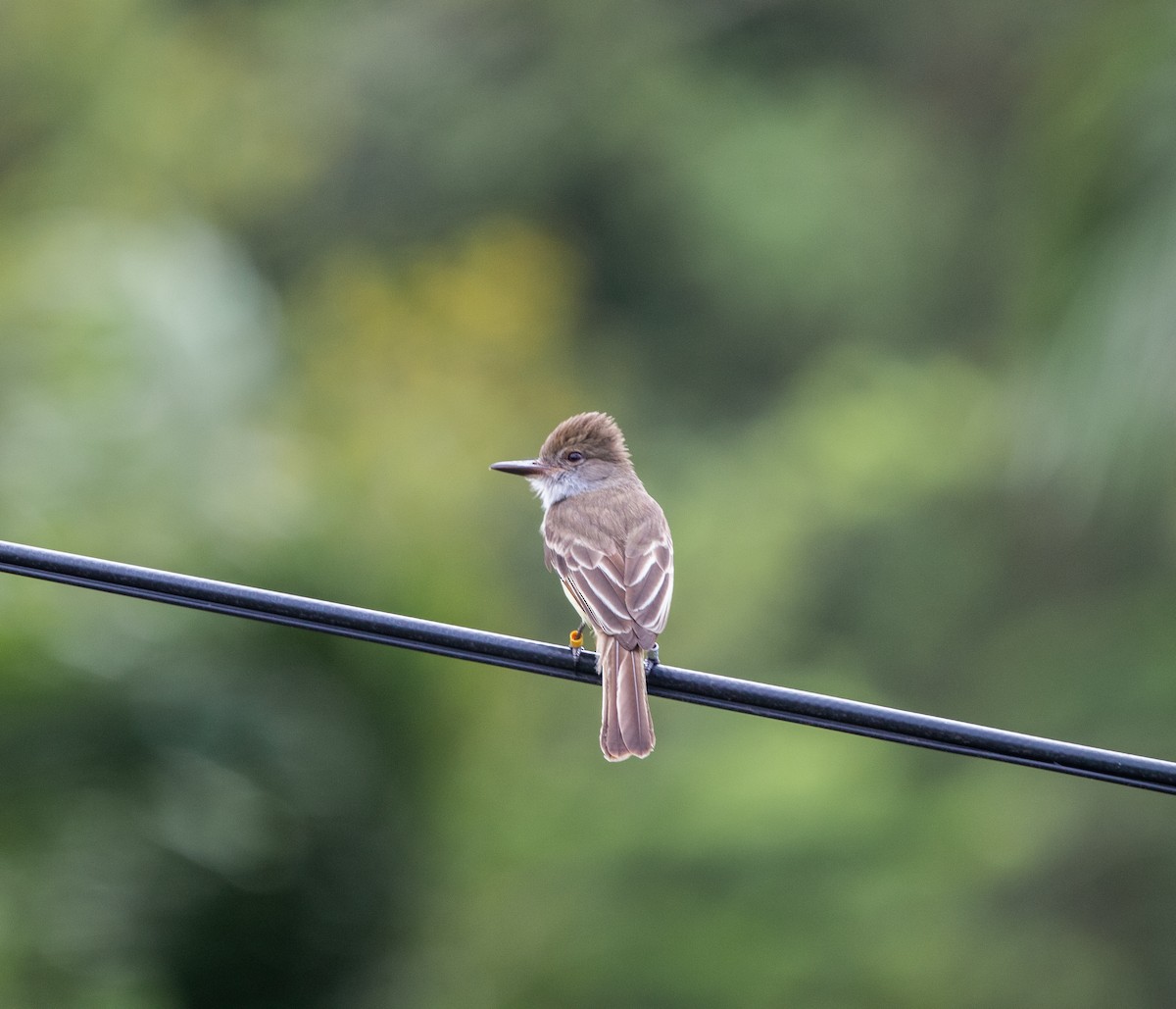 Grenada Flycatcher - ML624747139