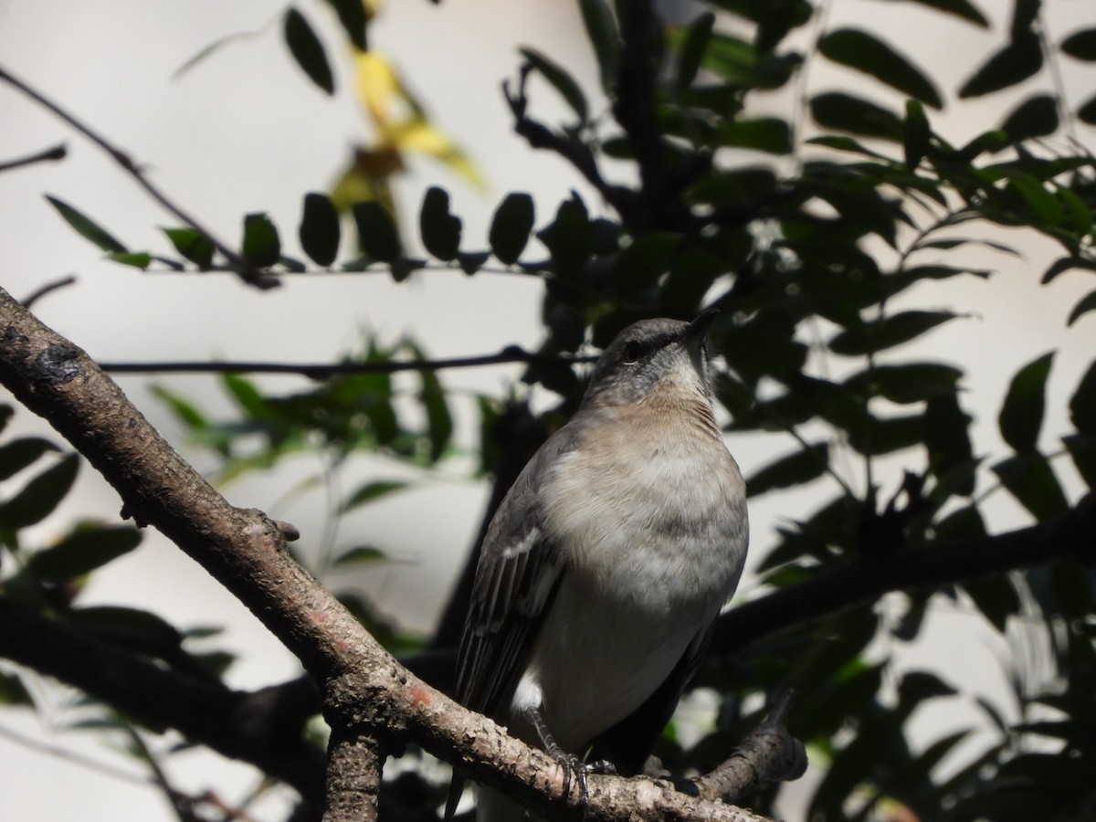 Northern Mockingbird - ML624747156