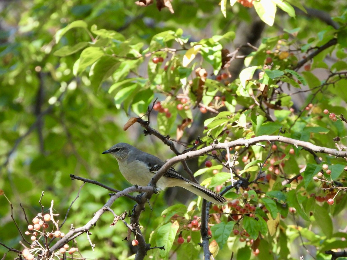 Northern Mockingbird - ML624747157