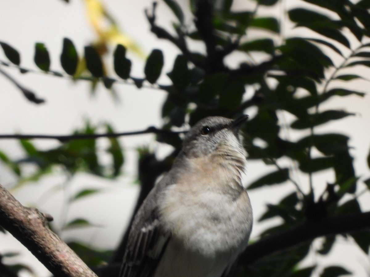 Northern Mockingbird - ML624747158