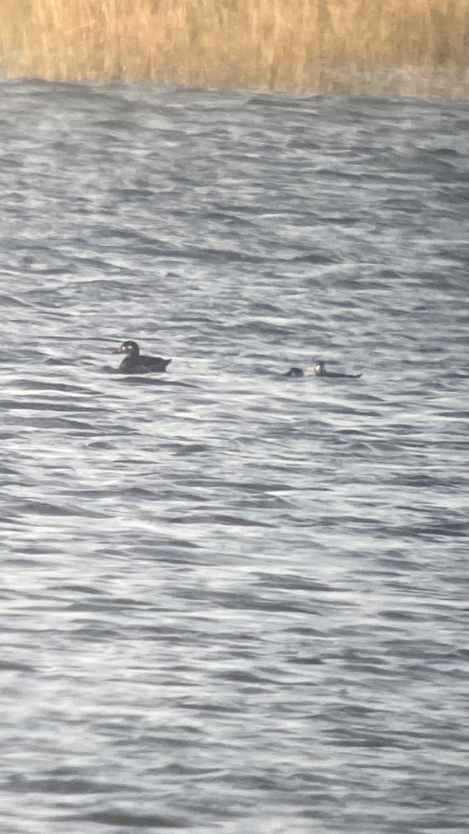 Surf Scoter - ML624747197