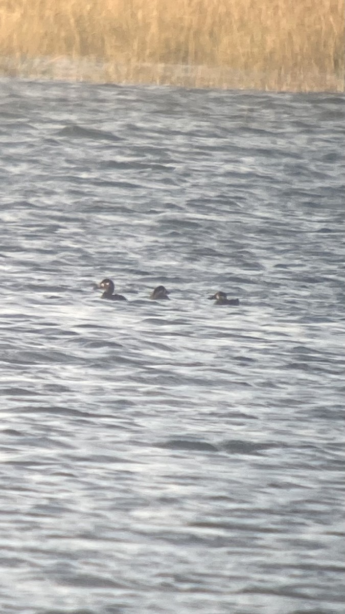 Surf Scoter - ML624747198