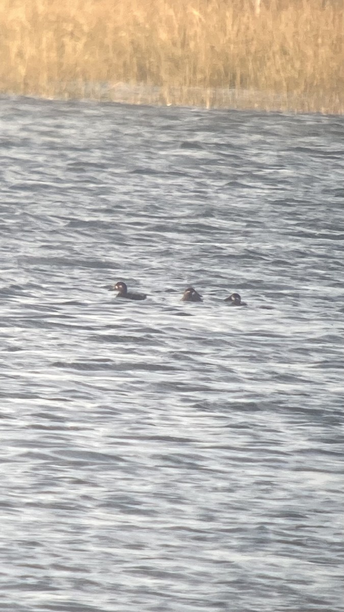 Surf Scoter - ML624747200