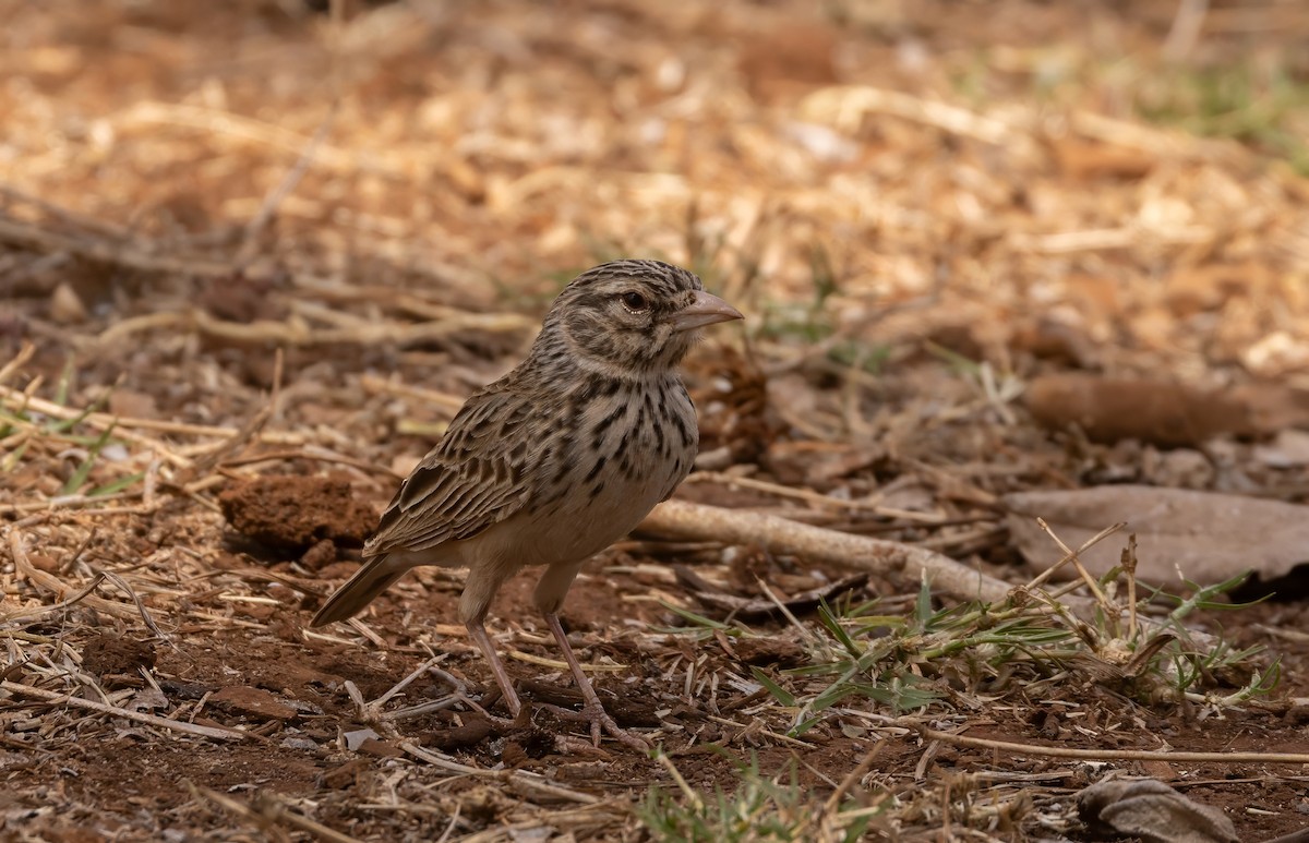 Madagascar Lark - ML624747364