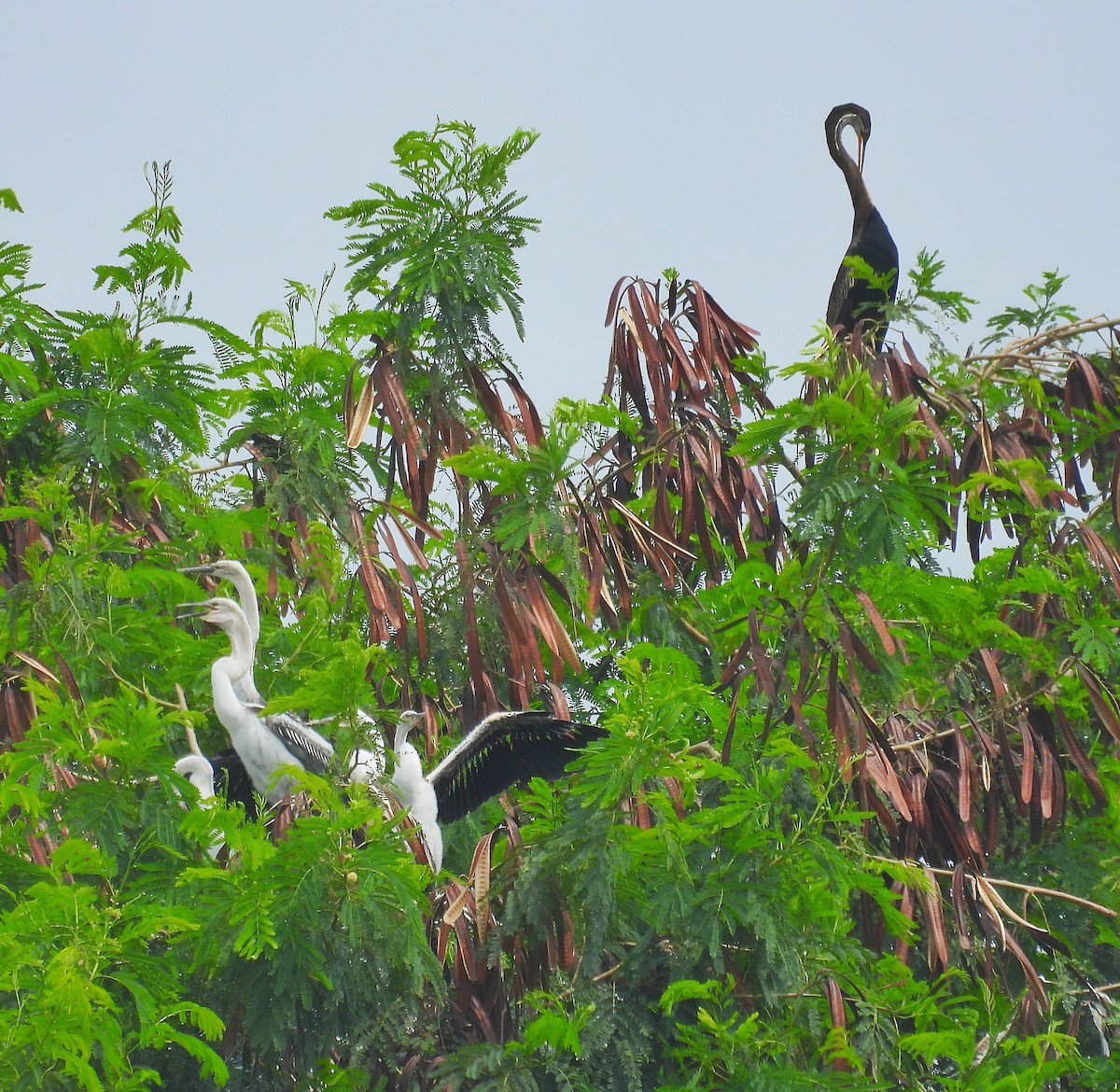 Oriental Darter - ML624747698