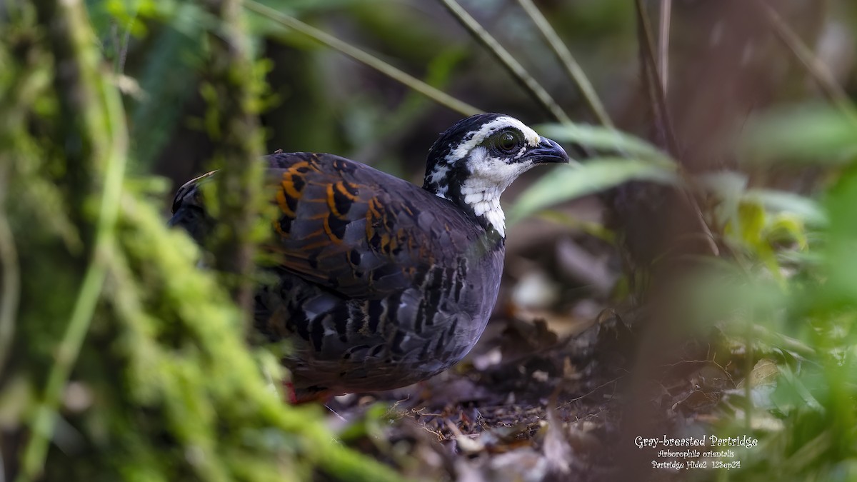 Gray-breasted Partridge - ML624747715