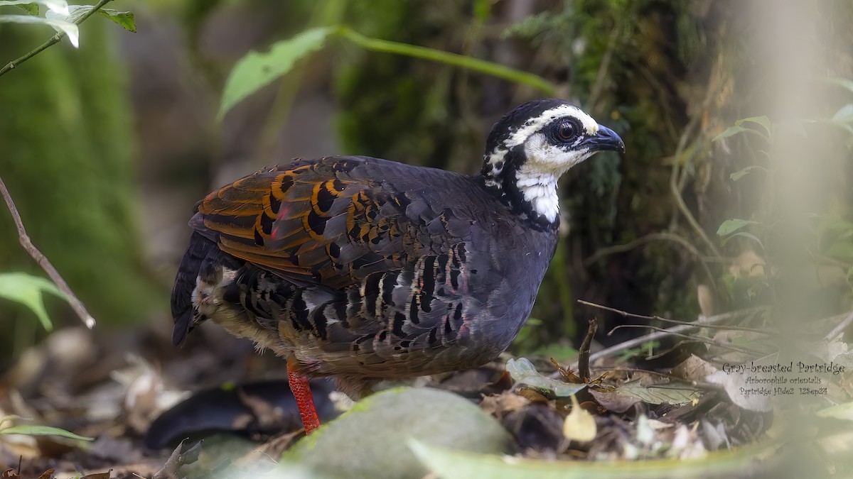 Gray-breasted Partridge - ML624747716