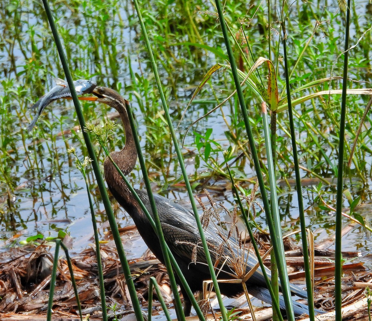 Oriental Darter - ML624747719