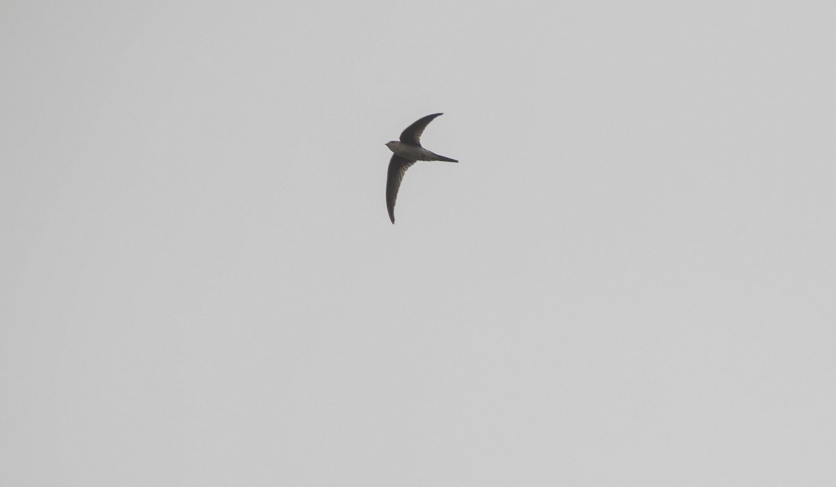 Asian Palm Swift - ML624748024