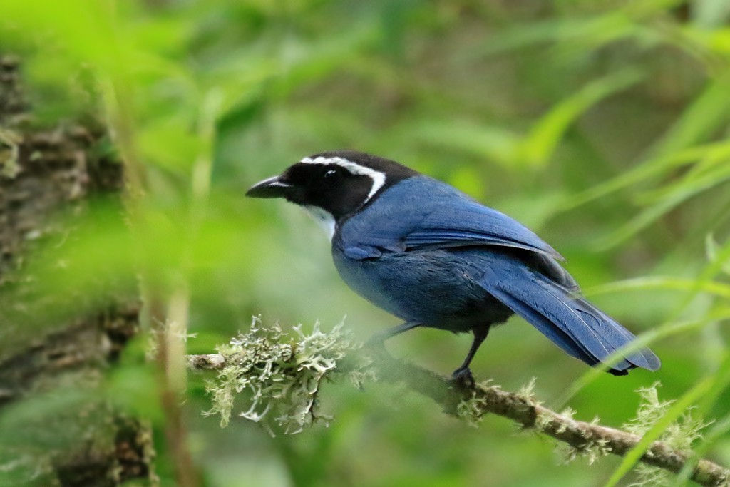 White-throated Jay - ML624748101