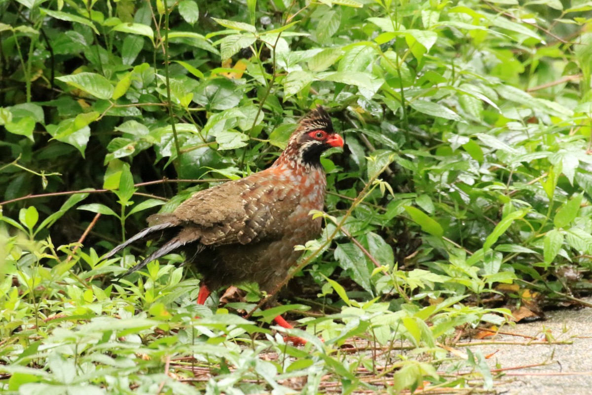 Long-tailed Wood-Partridge - ML624748138