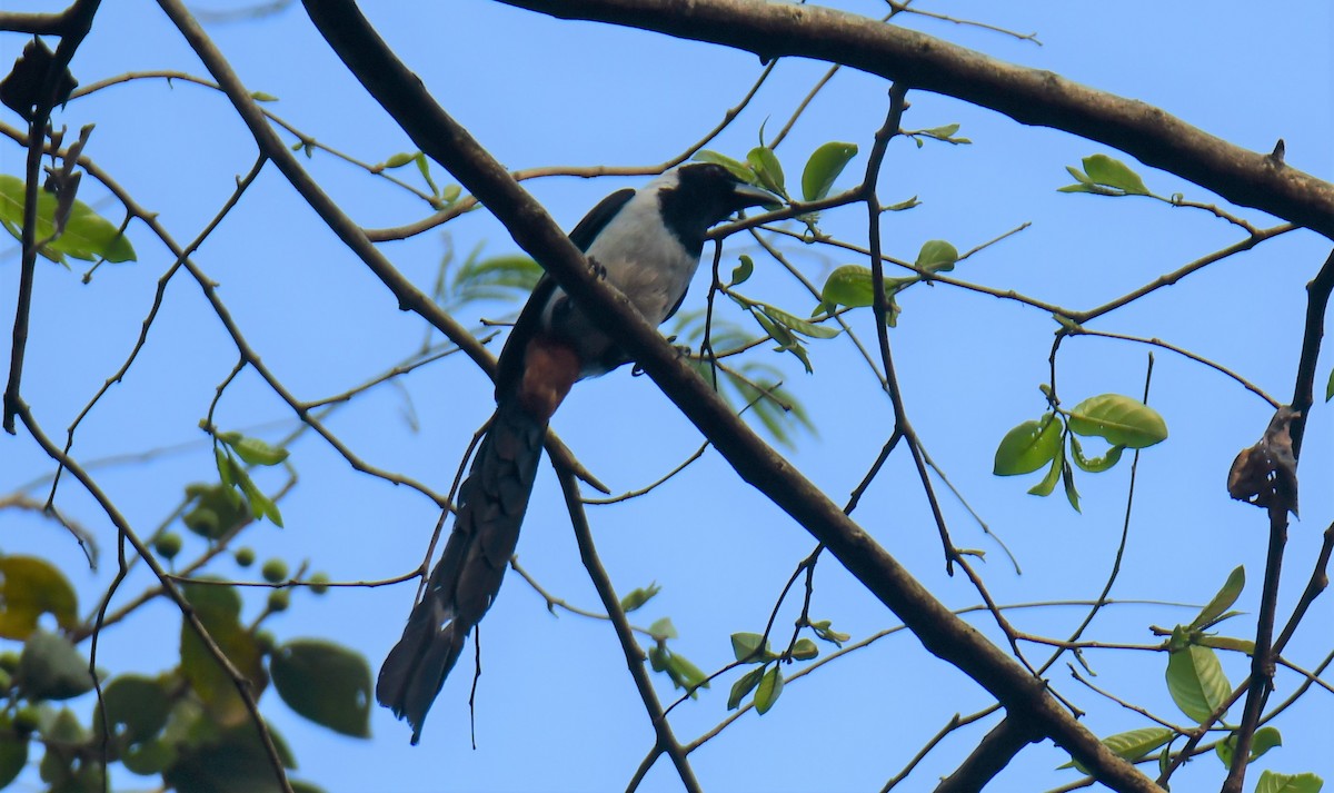 White-bellied Treepie - ML624748152