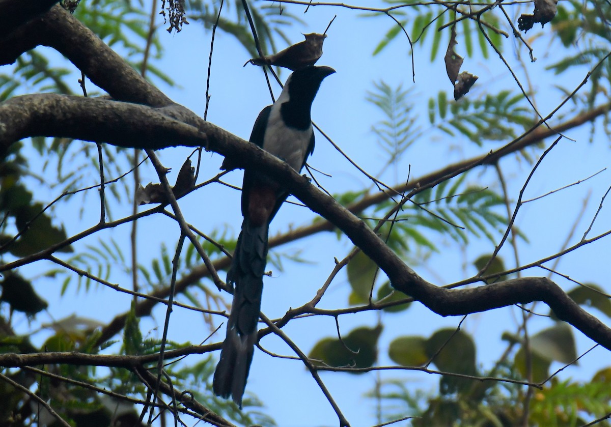 White-bellied Treepie - ML624748153