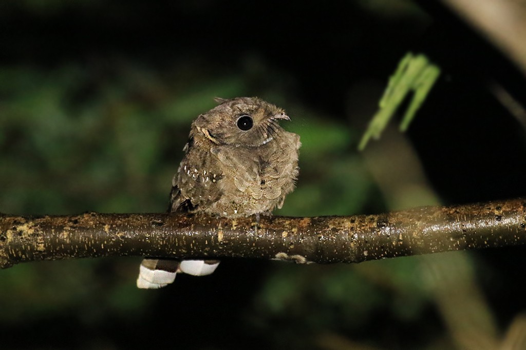 Eared Poorwill - ML624748159