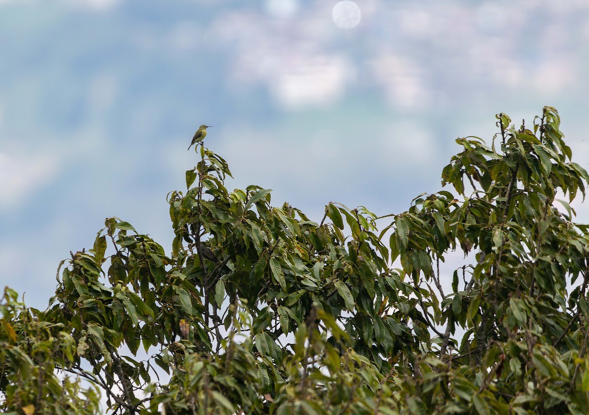 Green-tailed Sunbird - ML624748163