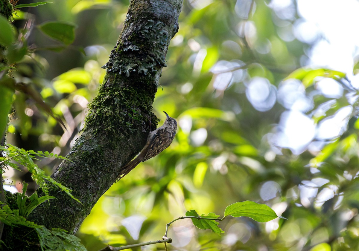 Sikkim Treecreeper - ML624748167