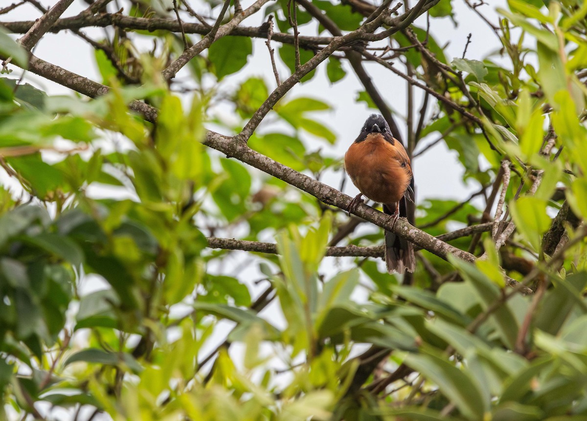 Rufous Sibia - ML624748176