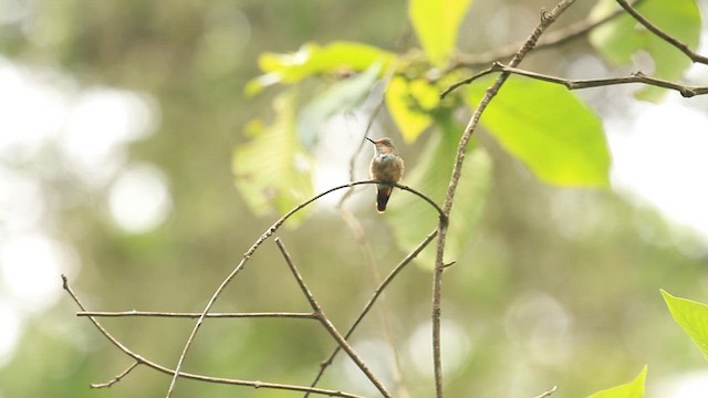 Short-crested Coquette - ML624748190