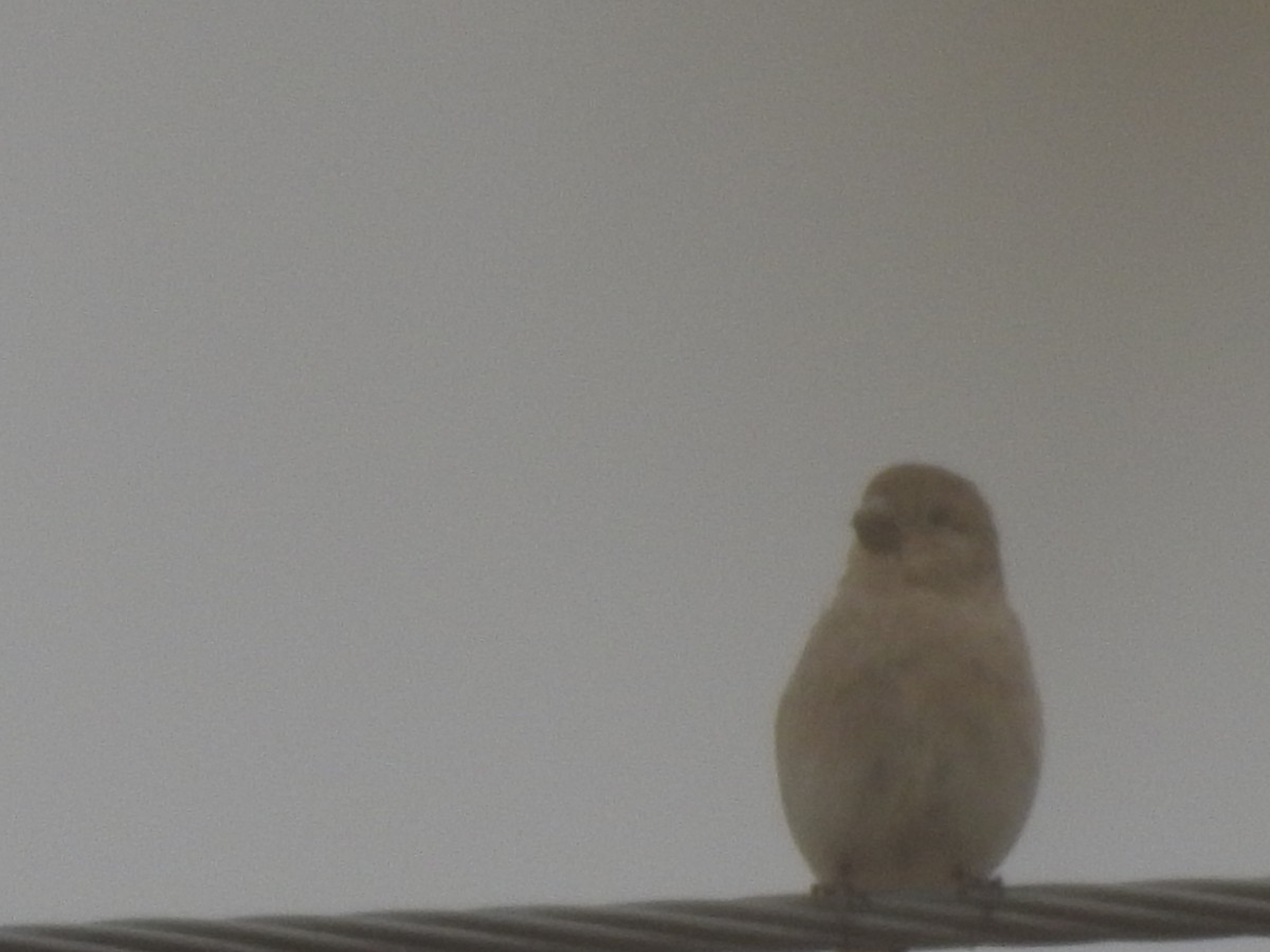 Desert Finch - ML624748240