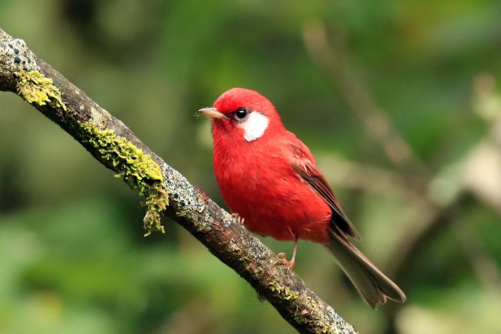 Red Warbler - ML624748267