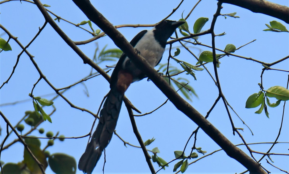 White-bellied Treepie - ML624748268