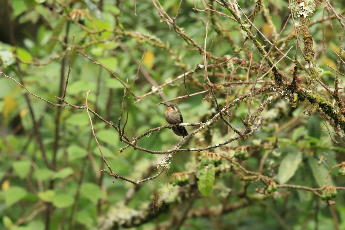 Amethyst-throated Mountain-gem - ML624748282