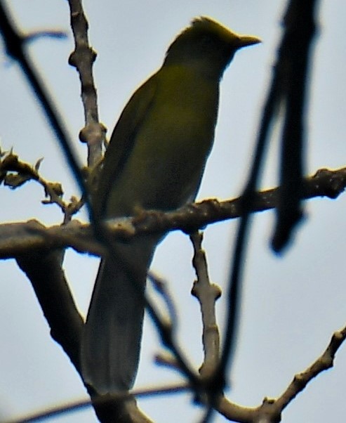 Bulbul Cabecigrís - ML624748285