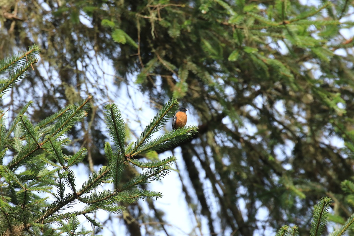 Cinnamon-bellied Flowerpiercer - ML624748286