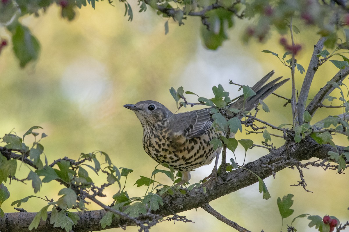 Tordela - ML624748475