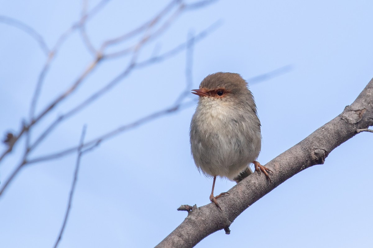 Superb Fairywren - ML624748478