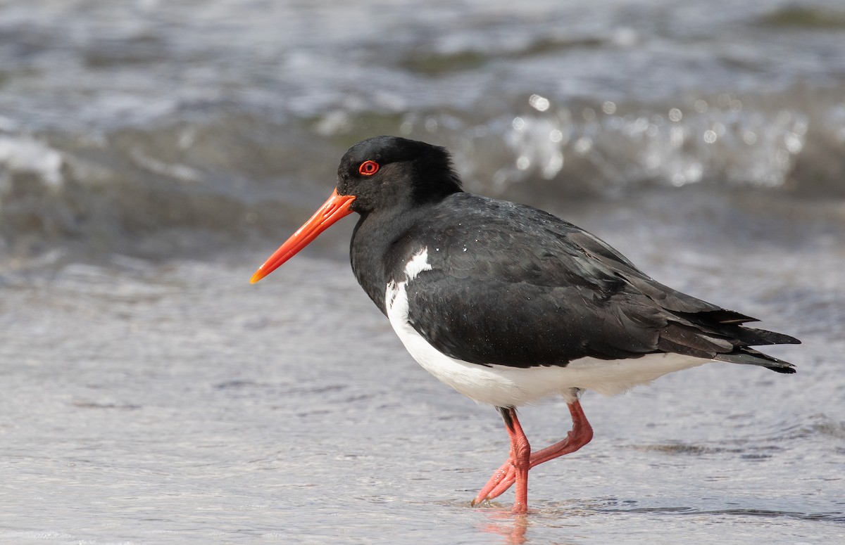 Pied Oystercatcher - ML624748492