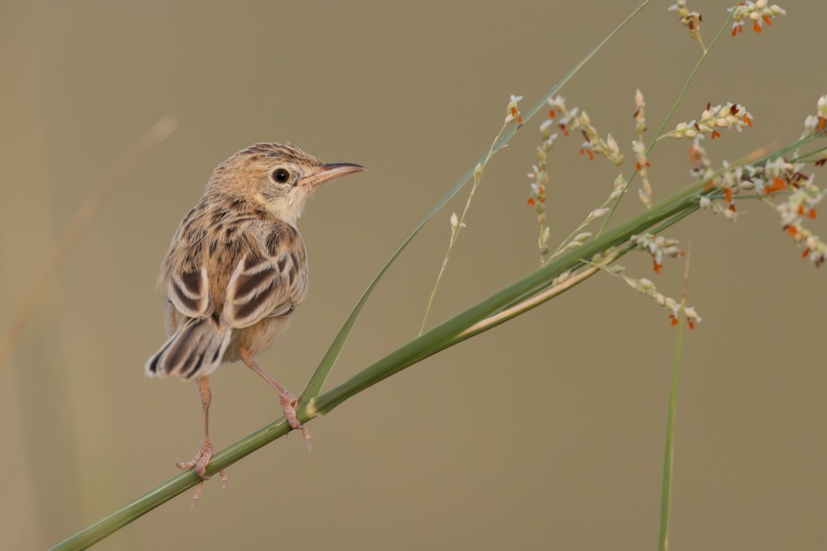 Desert Cisticola - ML624748506